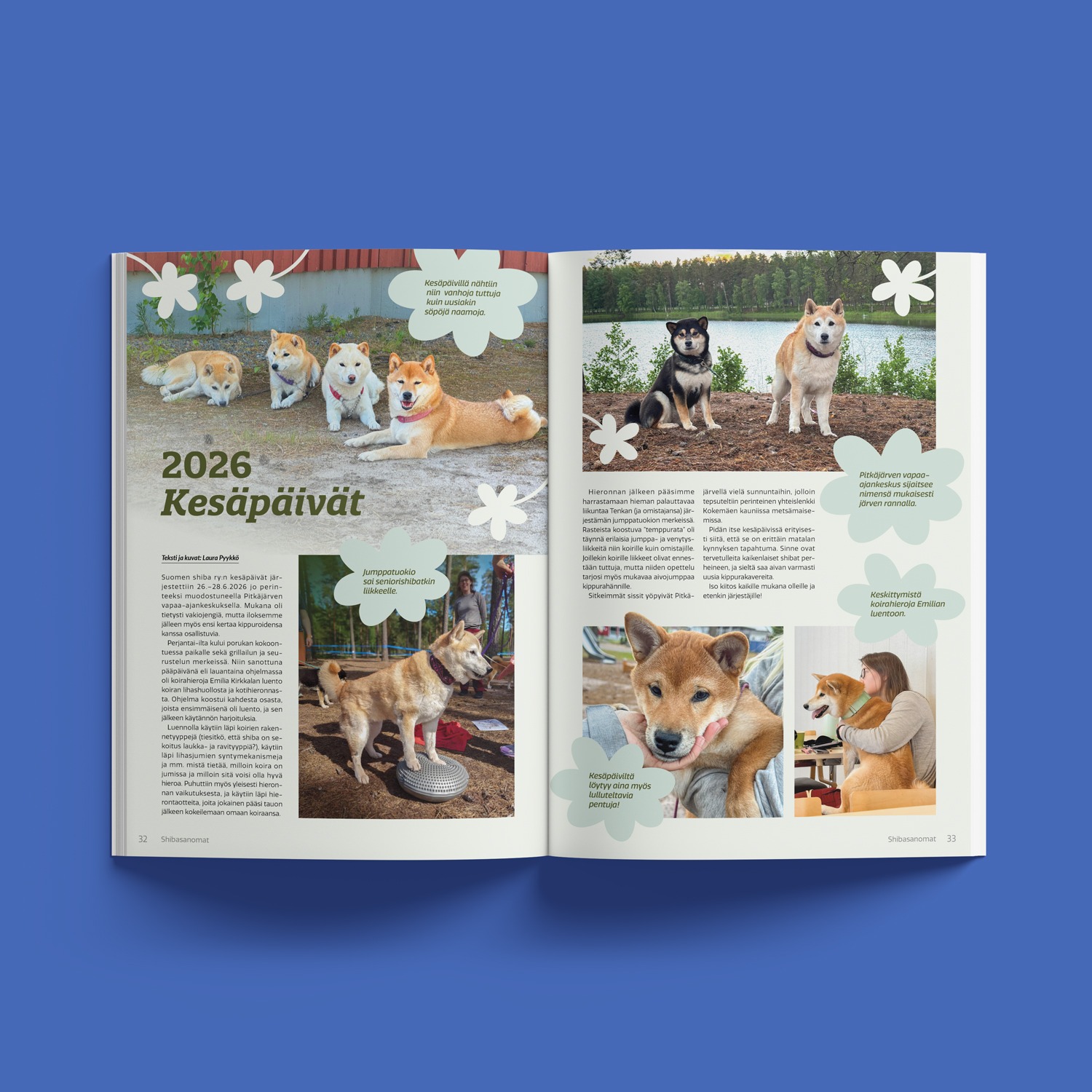 aukeama sininen shiba